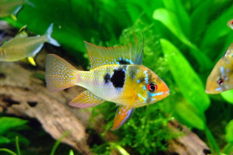 dwarf butterfly cichlids in aquarium