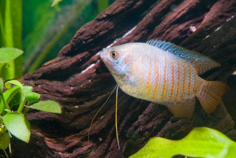 Dwarf gourami, rainbow variety, in aquarium, against brown driftwood, with green plants