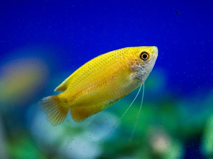 dwarf-honey-gourami