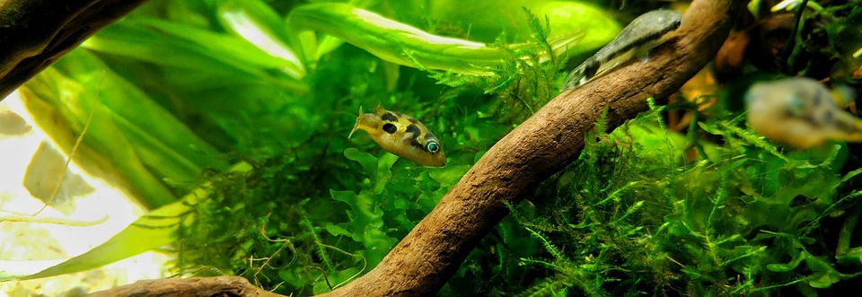dwarf pufferfish