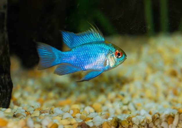 6 Great Tank Mates for Electric Blue Rams: Compatibility Guide 2026 ...