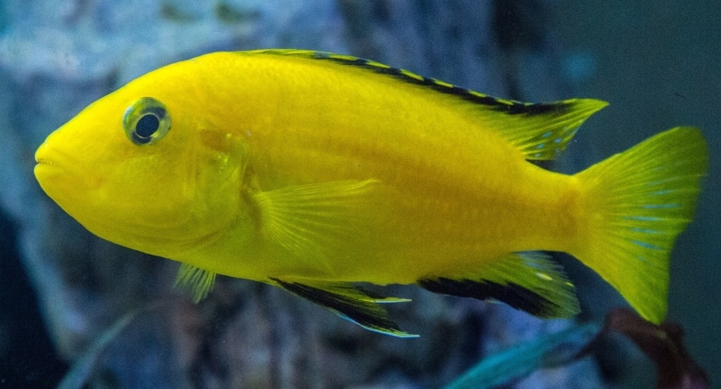 electric yellow lab