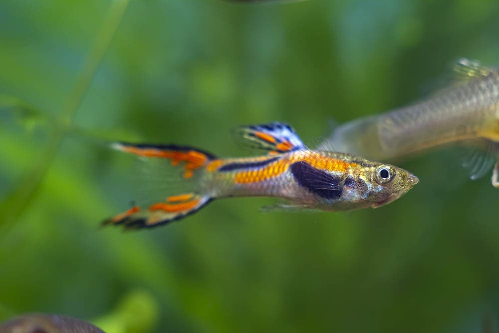 Endler's livebearer