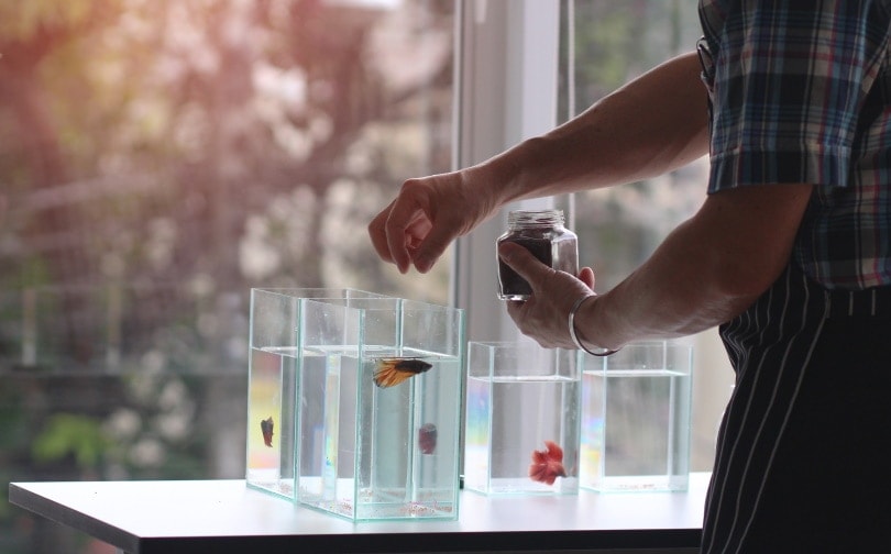 feeding betta fish