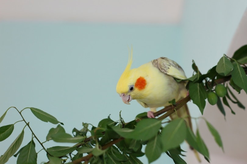 female cockatiel perching