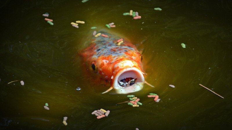 fish food in pond