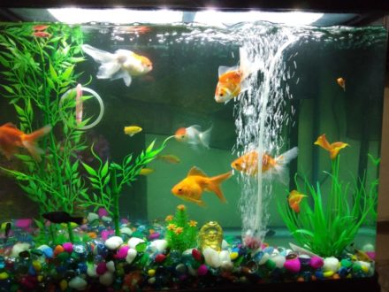 Image showcasing What Size Tank Should I Use for 2 Goldfish? Our Vet Answers | Hepper ...
