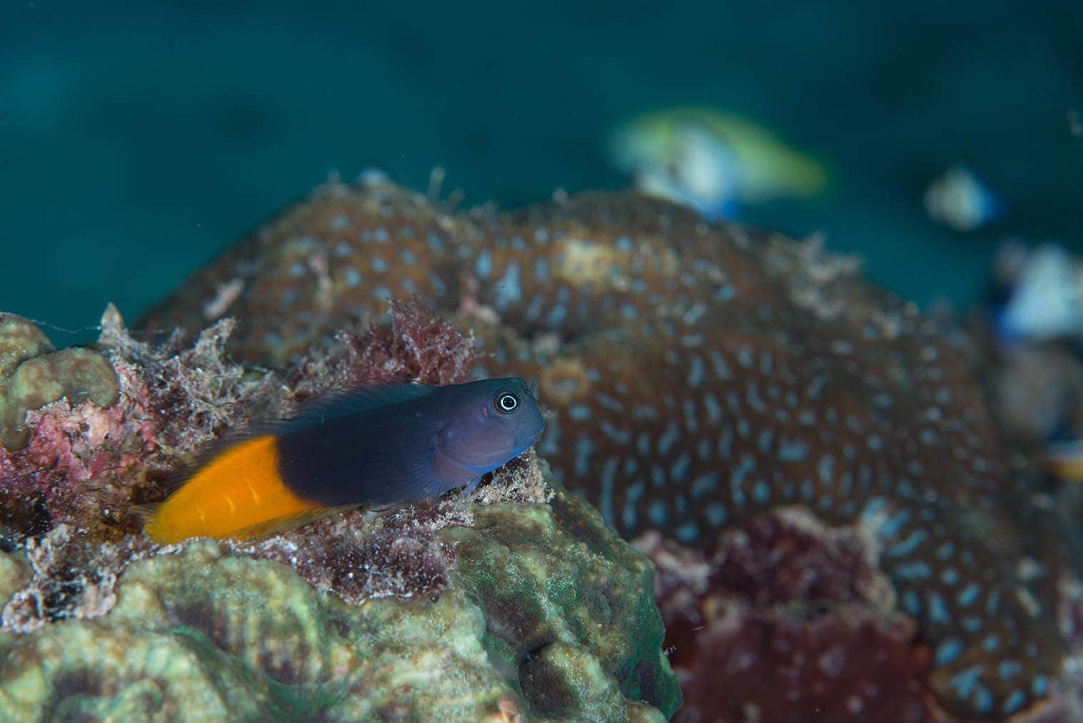 flame tail bicolor blenny