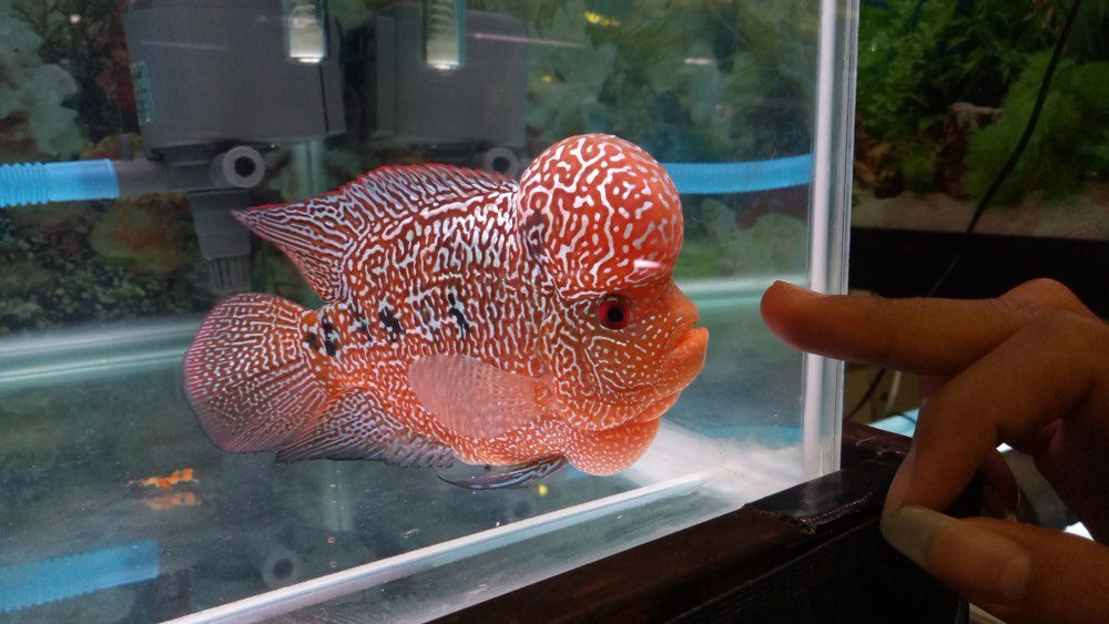 close up flowerhorn red pearl cichlid in aquarium