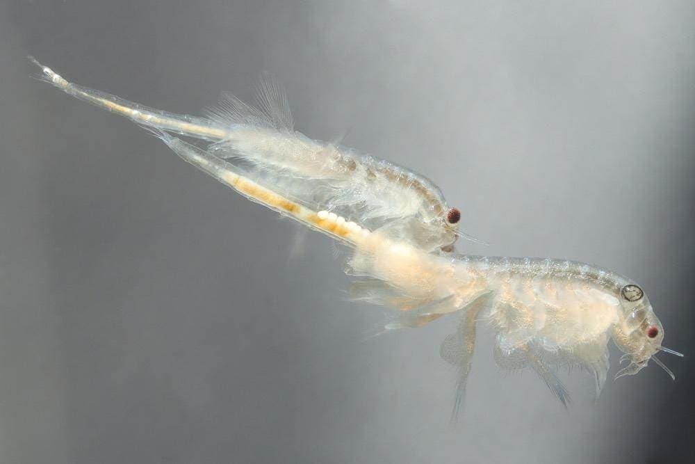 fresh hatched brine shrimp