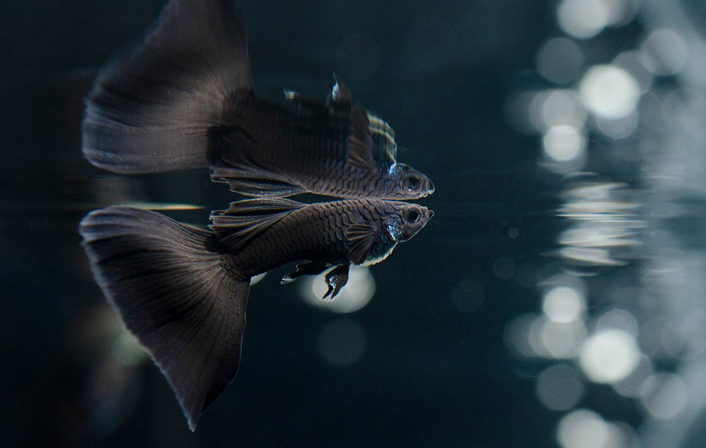 full black male guppy