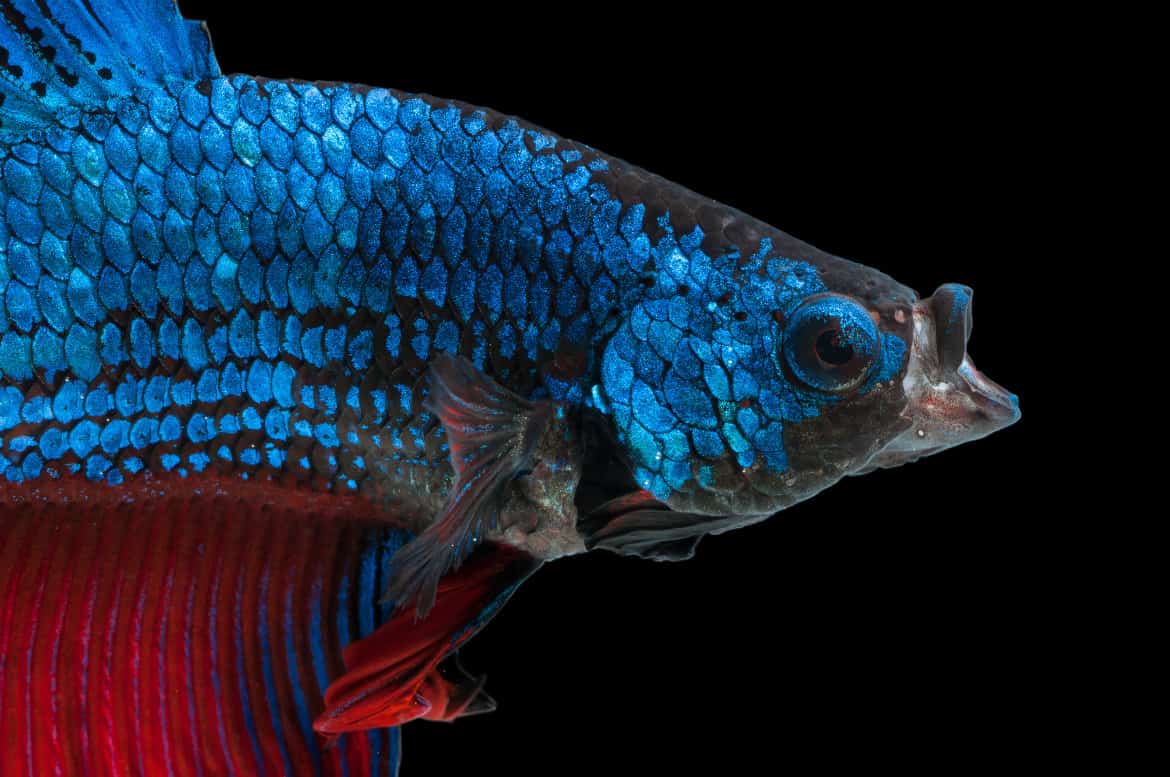 Close up of the face of a blue betta isolated on black