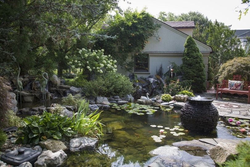 garden fish pond