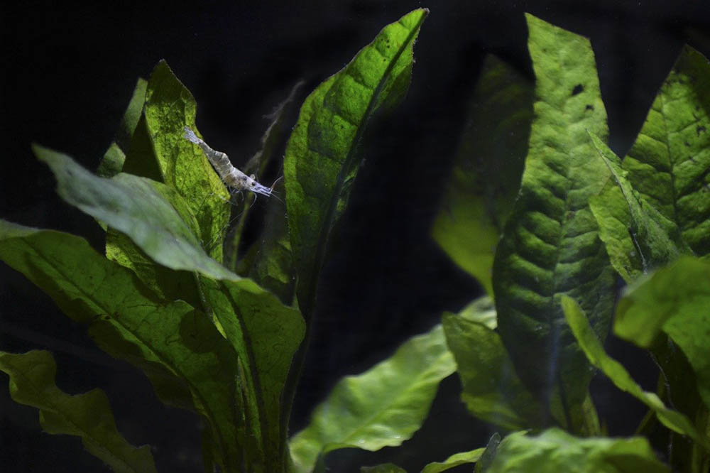 ghost shrimp in a tank