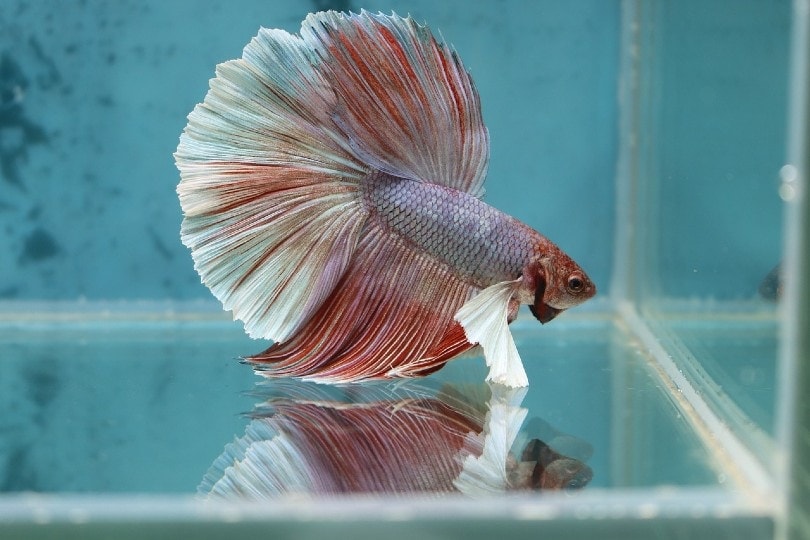 giant betta fish in tank