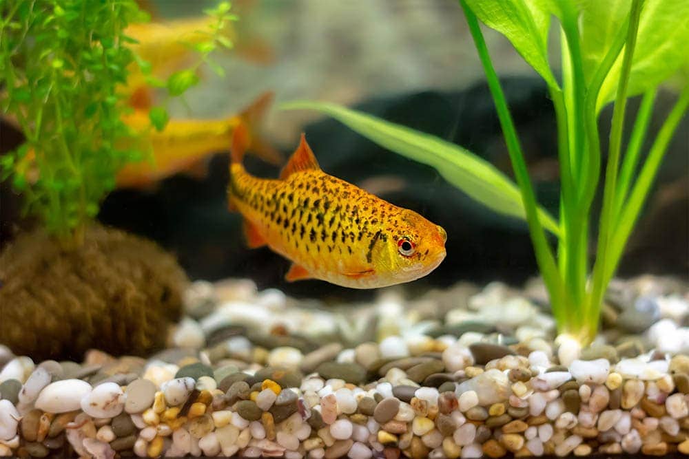 gold barb