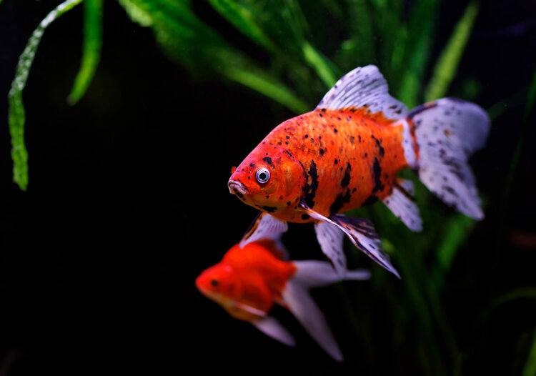 gold fish turning black