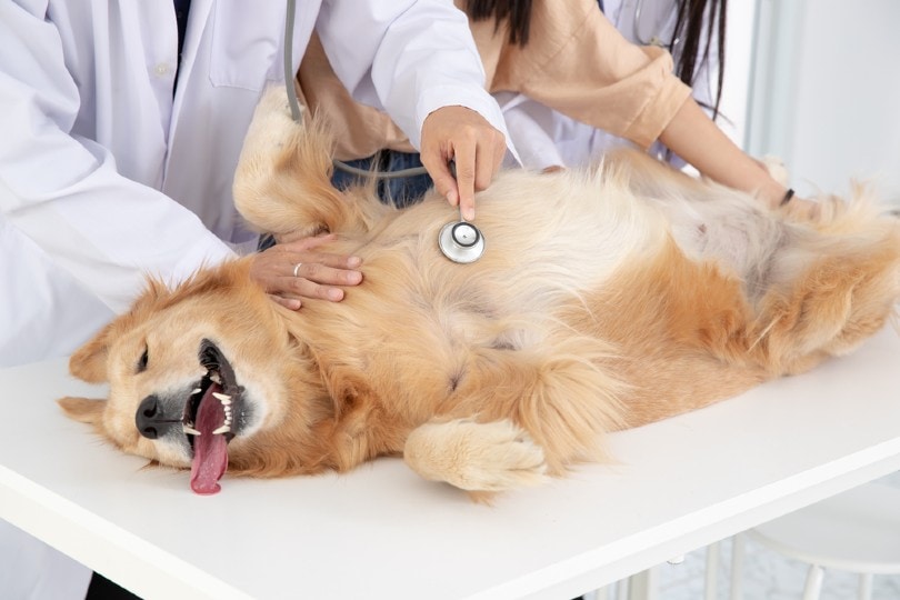 golden retriever dog at the vet