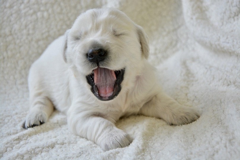 golden retriever puppy with no teeth
