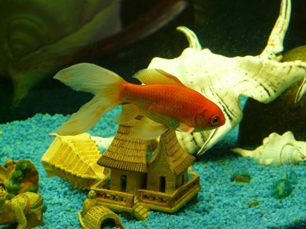 View of Goldfish Price: How Much Does a Pet Goldfish Cost in 2026? | Hepper Pet ...