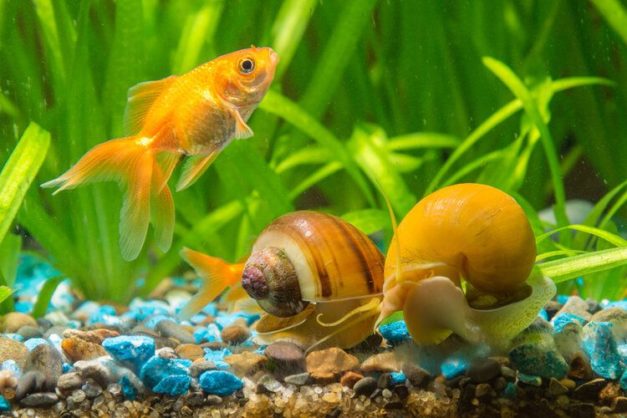 Setting Up A Goldfish Tank With A Goldfish And Snails preview