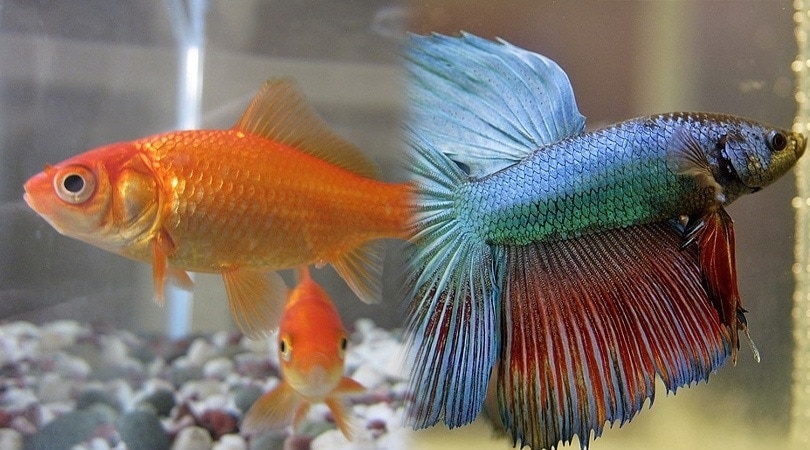 goldfish betta fish