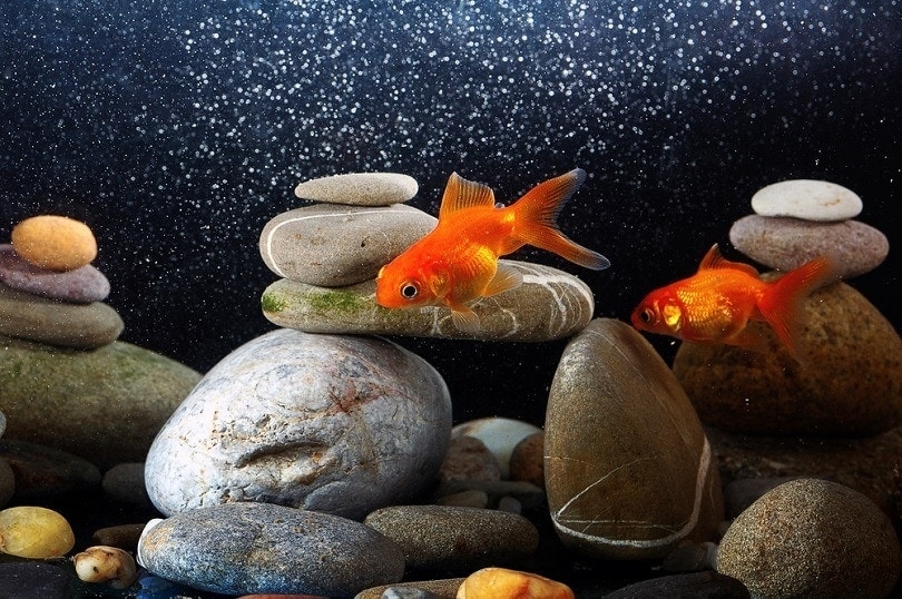 Couple,Goldfish,In,Aquarium,Over,Well-arranged,Zen,Stone,And,Nice