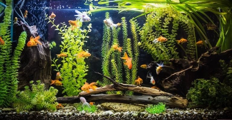 View of What Size Tank Should I Use for 2 Goldfish? Our Vet Answers | Hepper ...