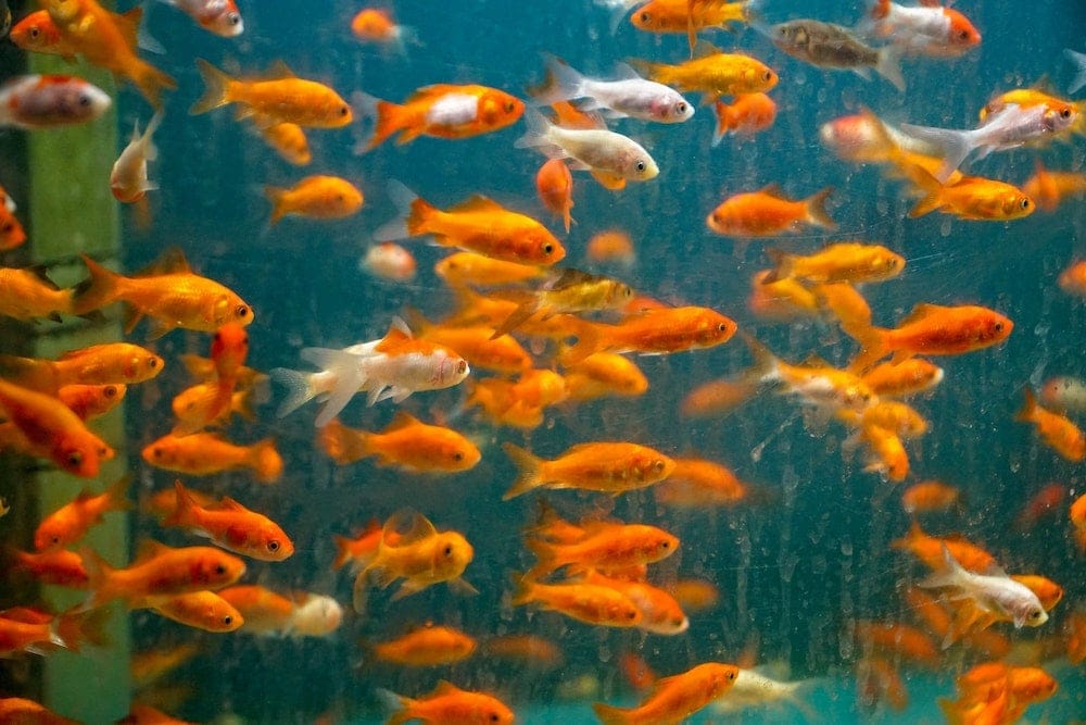 goldfish in tank