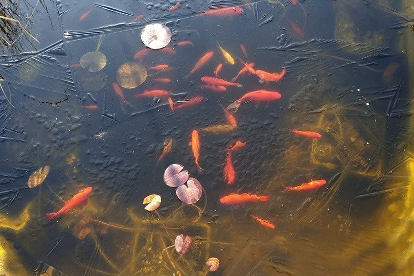 goldfish-under-thin-ice_Maleo_shutterstock