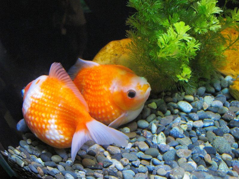 goldfish with gravel