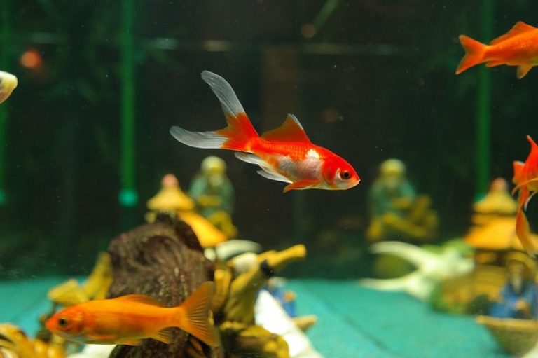 What Size Tank Should I Use for 2 Goldfish? Our Vet Answers | Hepper ... - Ideal Space For 2 Goldfish In A Tank