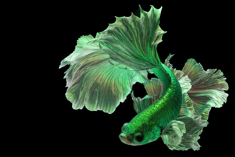 green betta fish