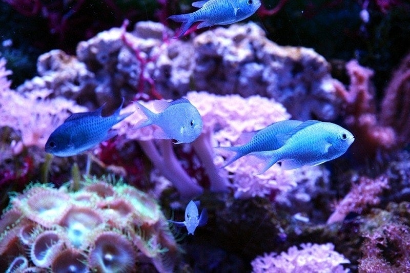 green chromis