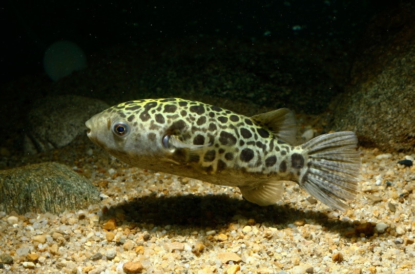 green pufferfish in aquarium