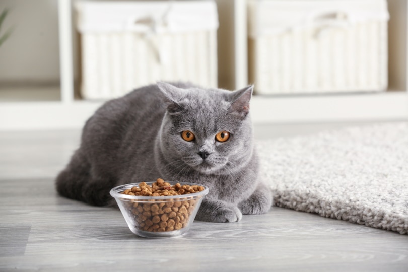grey cat near food bowl