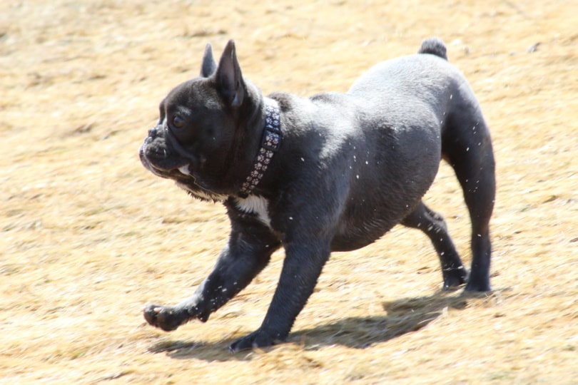 grey french bulldog running