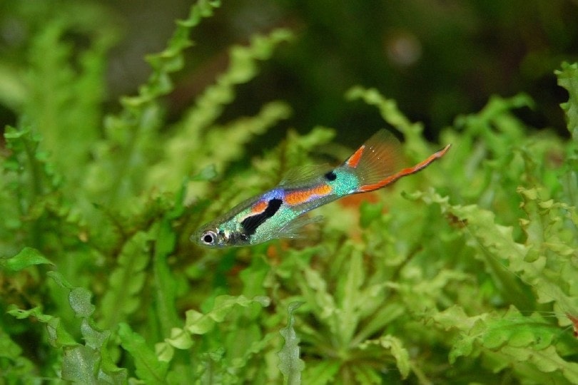 guppy fish in tank with plants