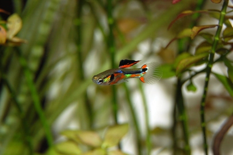 guppy fish