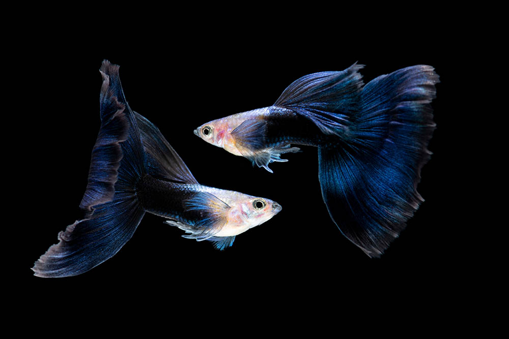 Half Black Blue Guppy