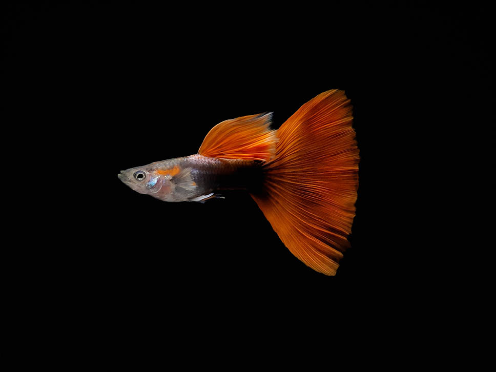 half black half red guppy 