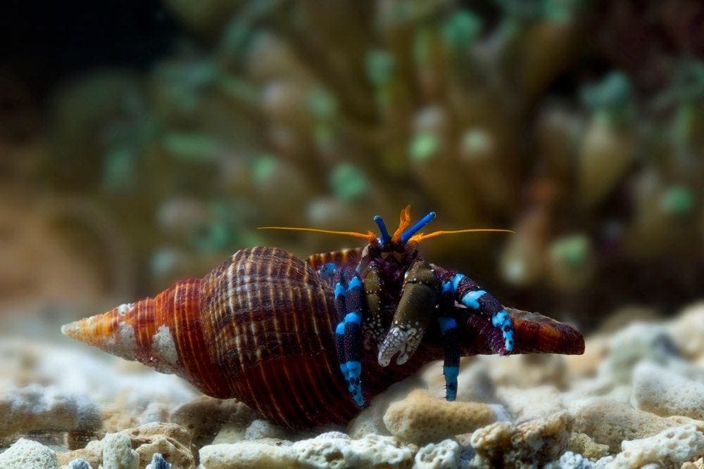 hermit crabs out of their shells, hermit crabs closeup