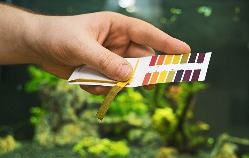 holding PH tests in front of freshwater aquarium