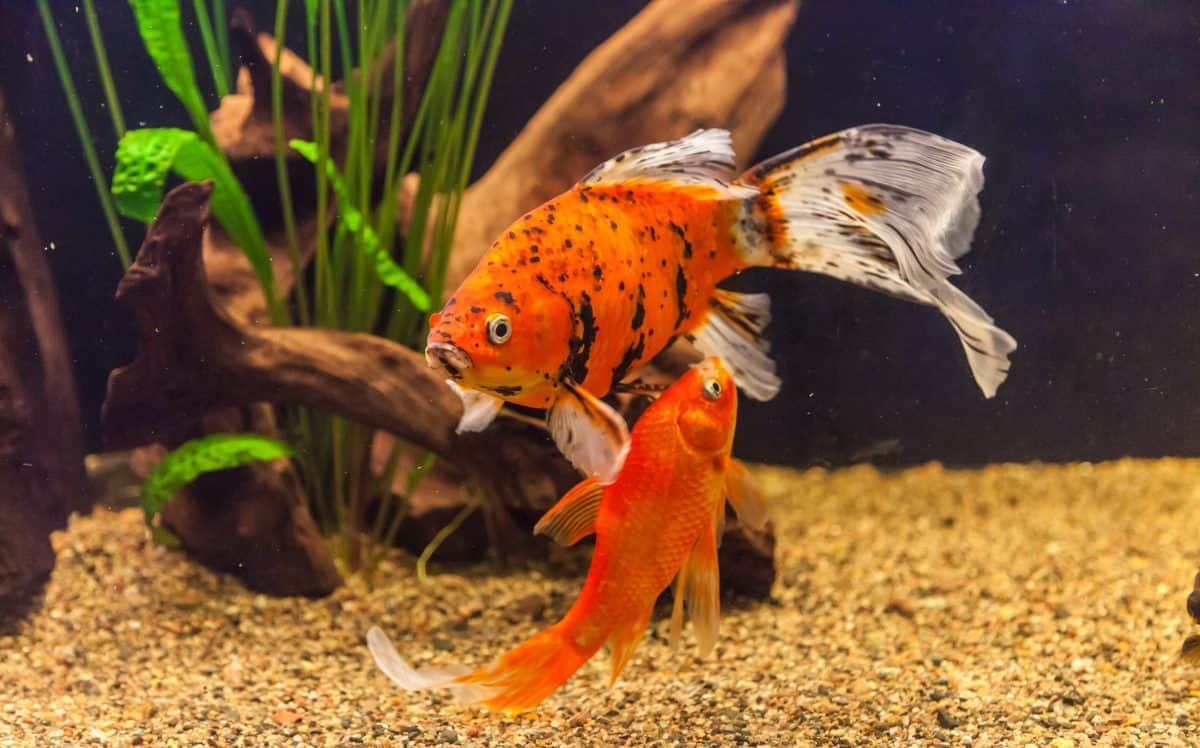 Two goldfish swimming in a well lit, gravel lined aquarium