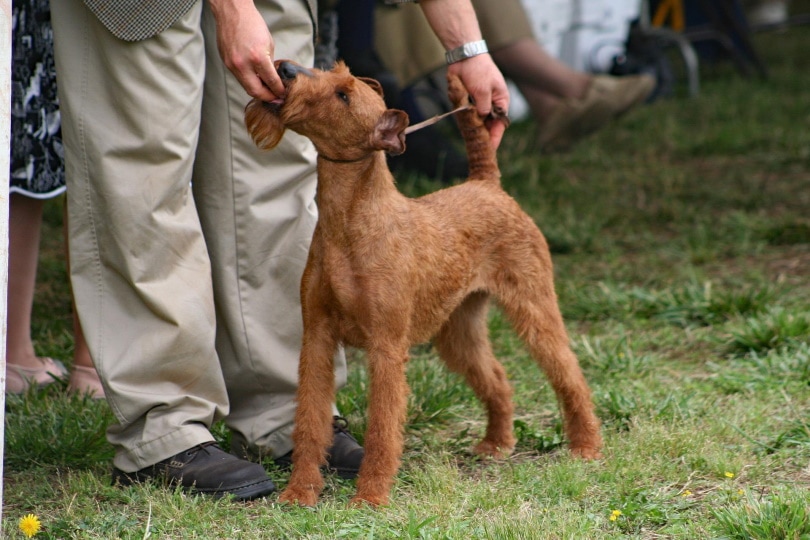 irish terrier dog having treats