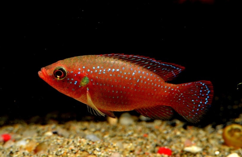 jewel cichlid