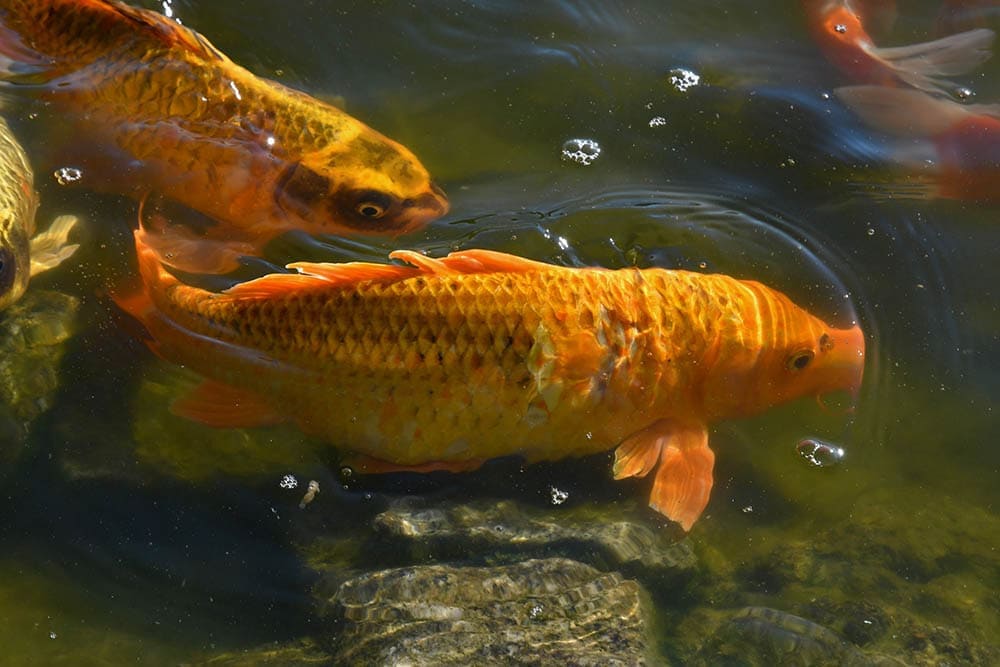 Kawarimono fish in the water