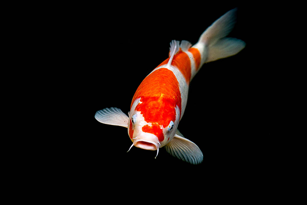 kohaku on black background