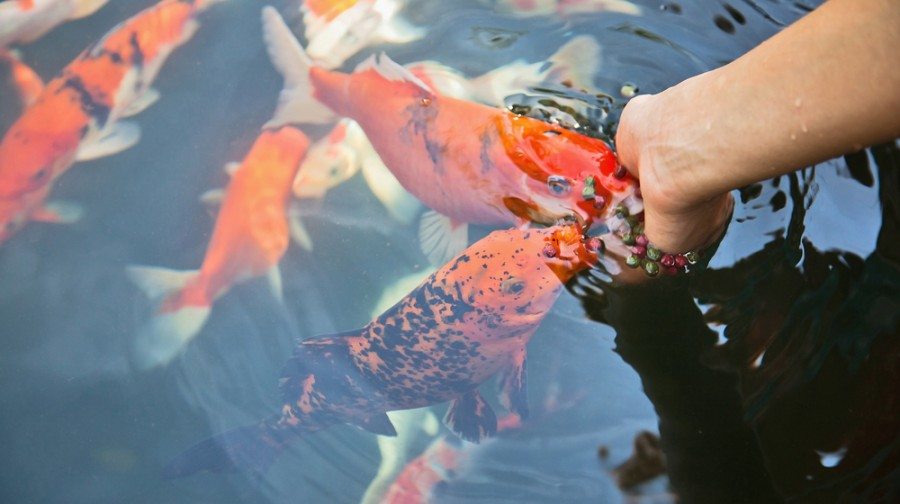 koi fish