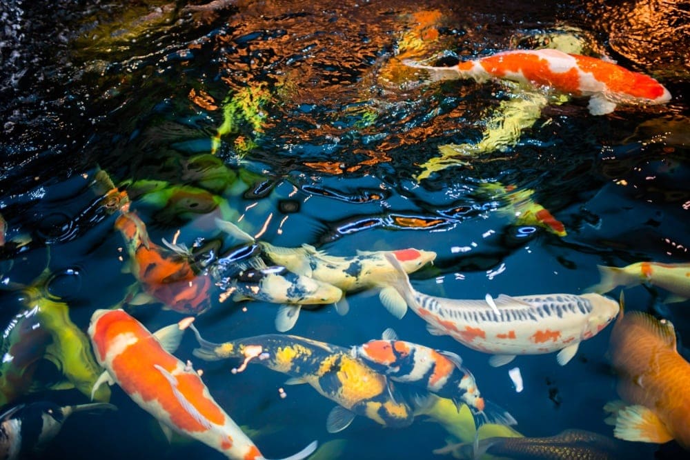 koi fish in pond